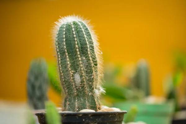 Cactus planta Flor — Fotografia de Stock