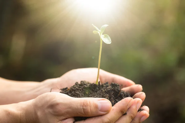 Plante Avec Terre Dans Les Mains Humaines — Photo