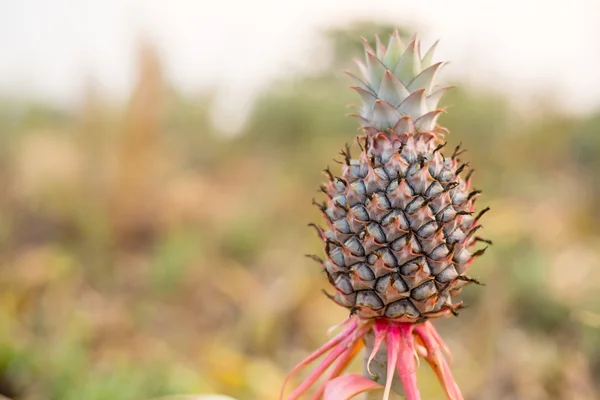 Pineapple fruit natural — Stock Photo, Image