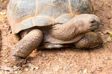  Galapagos dev kaplumbağası. 