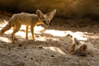 rezene tilki, Vulpes zerda