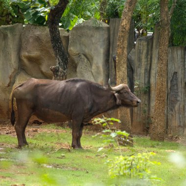 Afrika manda standı