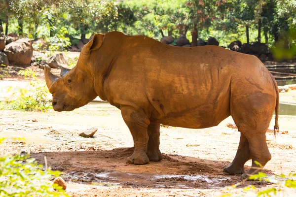 Rhino animale in piedi — Foto Stock