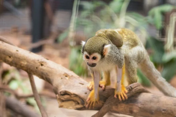 Squirrel Monkey and baby — Stock Photo, Image