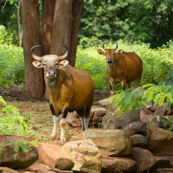 Banteng animal mirando hacia adelante — Foto de Stock