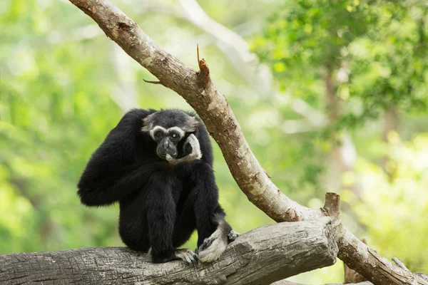 Gibon czarny małpa siedzi — Zdjęcie stockowe