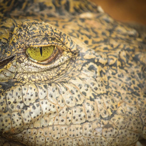 Cara de leopardo ao vivo — Fotografia de Stock