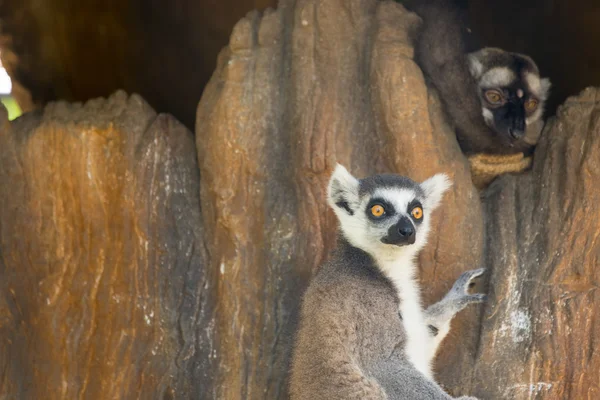 Lemur catta of ring tailed aap — Stockfoto