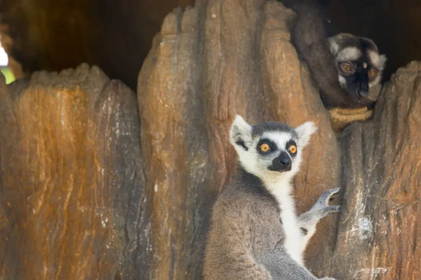 Catta lémurien ou singe à queue annulaire — Photo