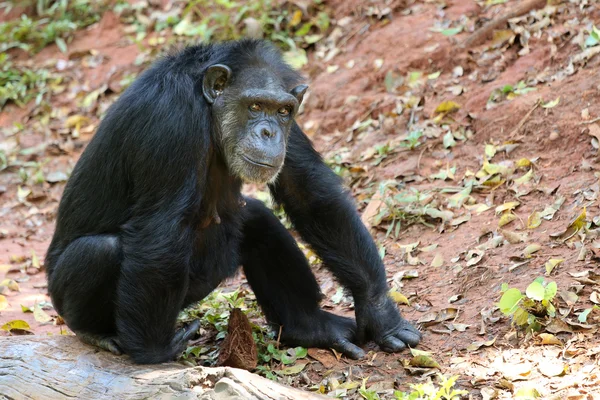 Chimpanzee relaxare animale — Fotografie, imagine de stoc
