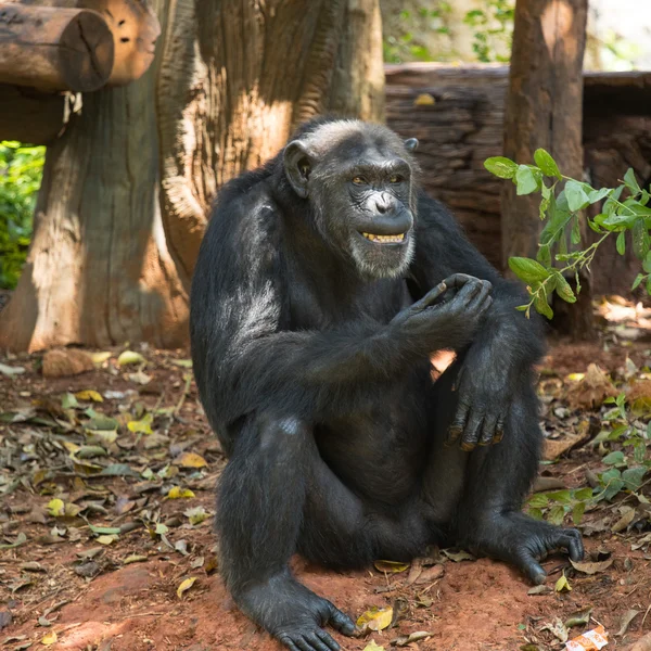 Chimpanzé animal relaxant — Photo