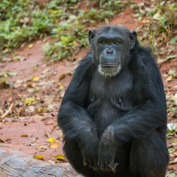 Quimpanzé animal relaxante — Fotografia de Stock