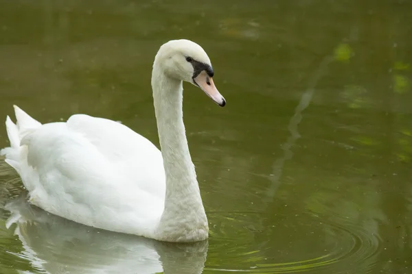 stock image White swan floating