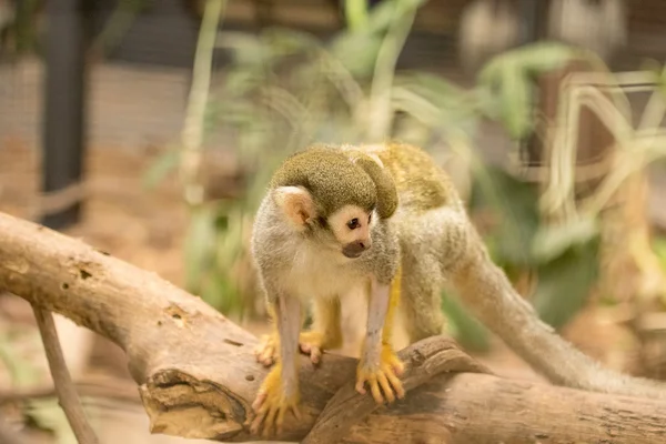 松鼠猴和婴儿 — 图库照片