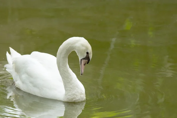White swan floating — Stock Photo, Image