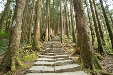 Alişan Milli Parkı'nda çam ağacı, Tayvan.