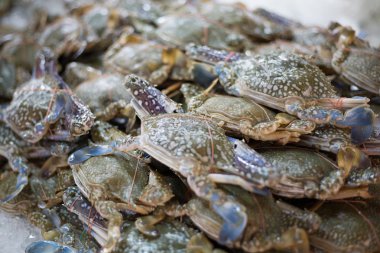 Taze mavi yengeç Asya balık pazarında satış kapatmak