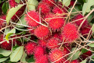 Rambutan taze meyve 