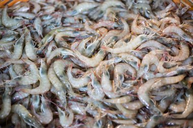 Deniz karides deniz ürünleri ham madde