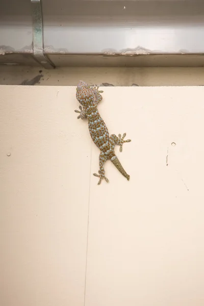Gecko reptile animal