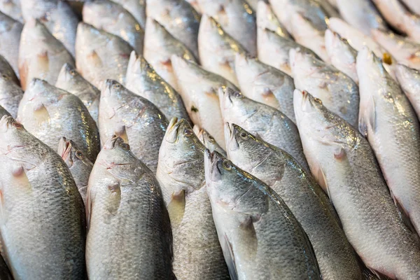 Sea bass fish raw material — Stock Photo, Image