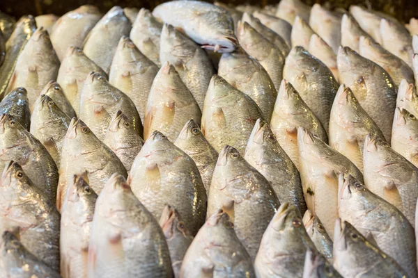 Sea bass fish raw material — Stock Photo, Image