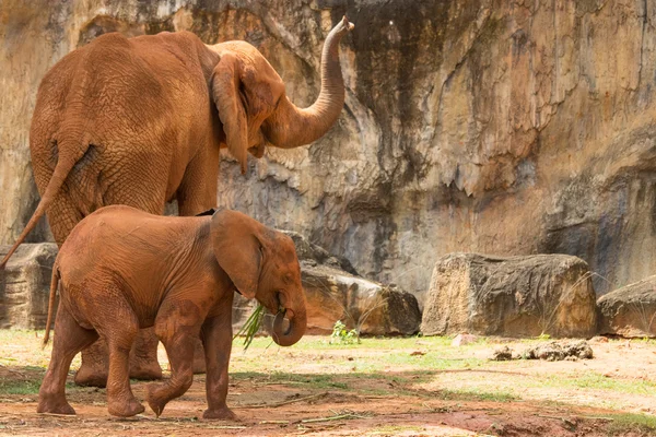 Wild elephant ,kid and Mom