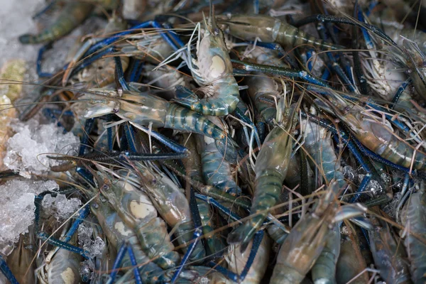 Close up giant river prawn in fresh market — Stock Photo, Image