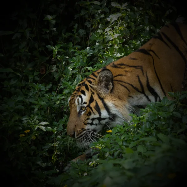Tigre siberiano de cerca en la vida silvestre — Foto de Stock