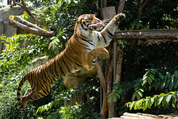 Tiger jump to eat chicken meat — Stock Photo, Image