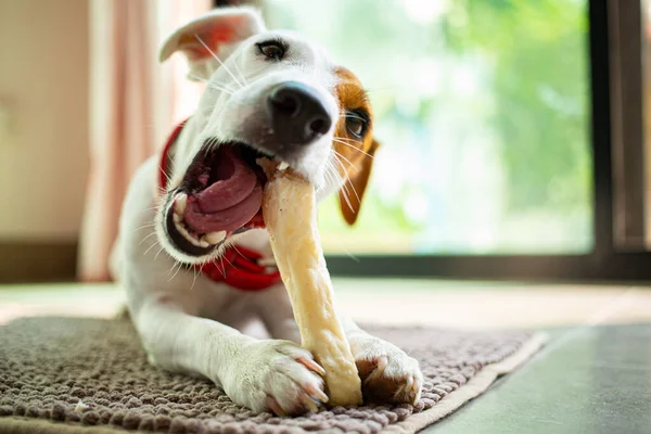 Jack Russell Terrier Oturma Odasında Kemik Çiğniyor Komik Köpek Yemek — Stok fotoğraf