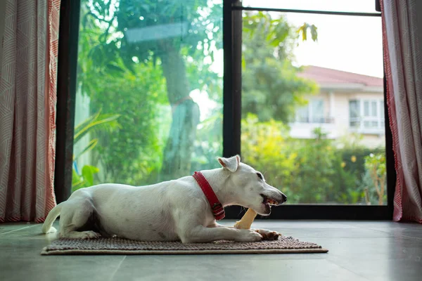 Jack Russell Terrier Oturma Odasında Kemik Çiğniyor Komik Köpek Yemek — Stok fotoğraf