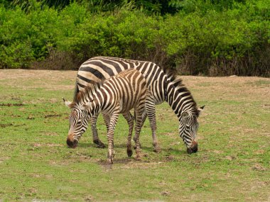 İki zebra vahşi doğada yaşar. Afrika memelisi dışarıda ot yer..