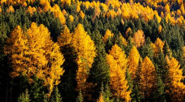 Sonbaharda çam ormanlarının manzarası. Doğal görünüm çevre görünümü.