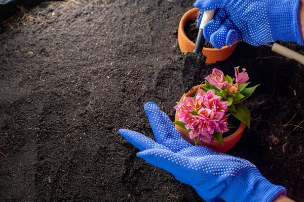 庭の装飾のためのトップビューのピンクのブーゲンビリアの花小さなツール — ストック写真