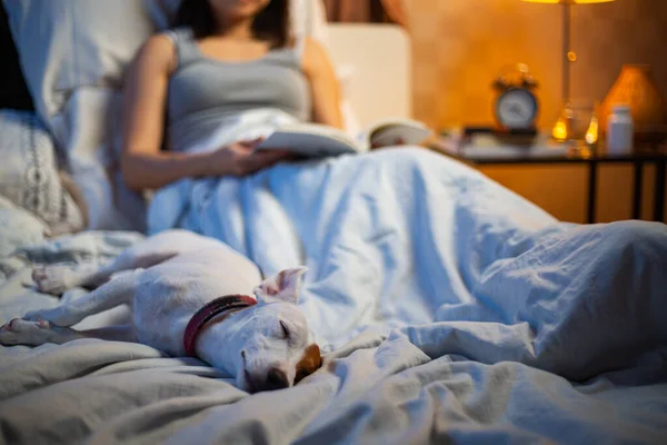 Propietario Perro Bedroom Jack Russell Terrier Disfrutar Relajarse Después Puede — Foto de Stock