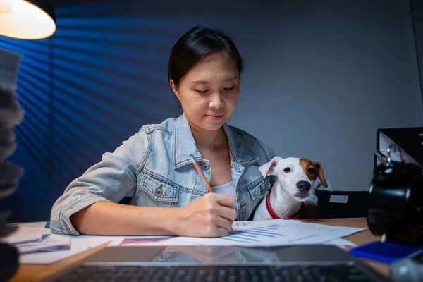 在家里和她的狗一起加班的亚洲女人老板杰克 罗斯塞尔 Jack Russell 有兴趣的工作领域 — 图库照片
