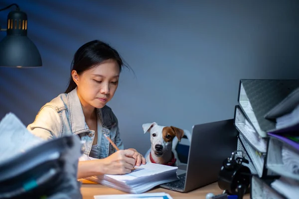 Asian woman working overtime, checking document with her dog at home. Jack russell terrier interesting working area.