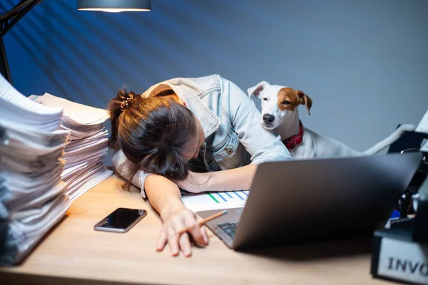 Asian Woman Owner Working Overtime Her Dog Home Jack Russell — Stock Photo, Image
