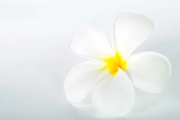 Frangipani bloem — Stockfoto