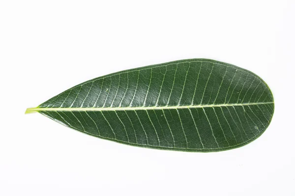 Hoja de frangipani — Foto de Stock