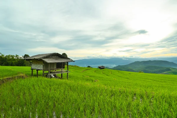 Campos de arroz — Foto de Stock