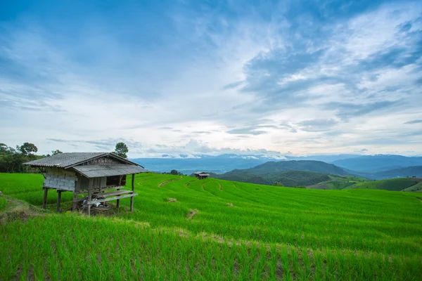 Pirinç tarlaları, Ban Pa Pong Pieng teraslı tarım manzara — Stok fotoğraf