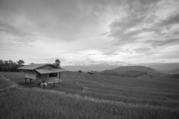Campos de arroz, paisaje en terrazas agricultura de Ban Pa Pong Pieng — Foto de Stock