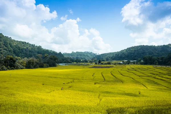 Campos de arroz, agricultura con terrazas de paisaje — Foto de Stock
