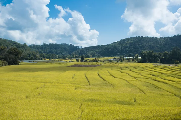 Campos de arroz, agricultura con terrazas de paisaje — Foto de Stock