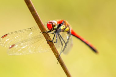 Kuru yaprak üzerinde yusufçuk duran 