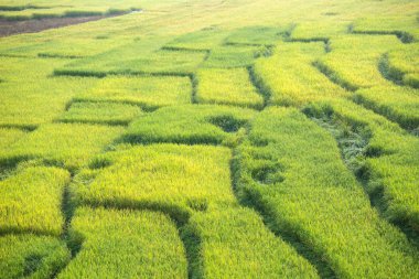 Pirinç tarlaları, Teraslı tarım manzara