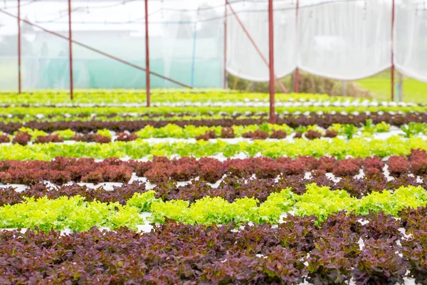 Hydroponics Vegetable — Stock Photo, Image