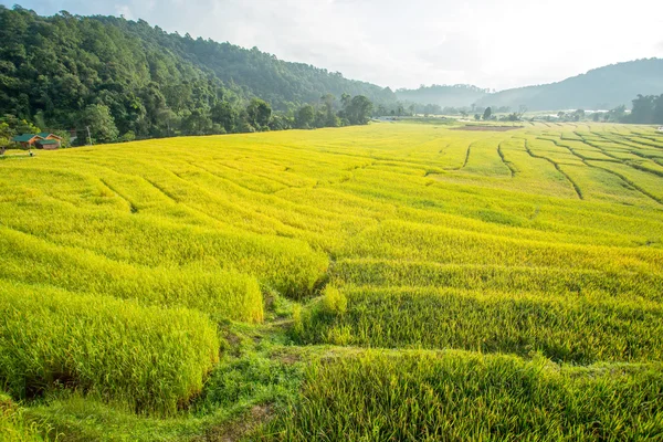 Pól ryżowych, krajobraz tarasowe rolnictwa — Zdjęcie stockowe